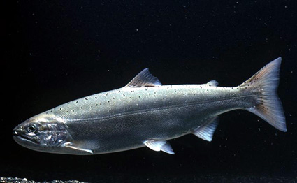 琵琶湖博物館で「旬のさかな」水槽で