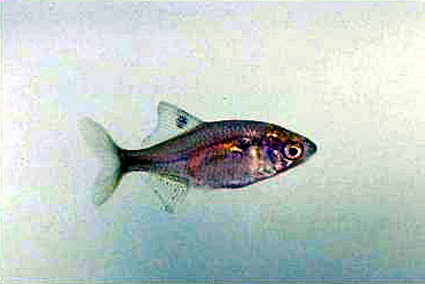 琵琶湖博物館が