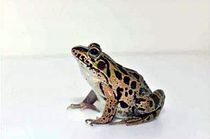 琵琶湖博物館で9月2日まで