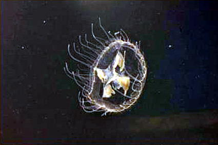 県立琵琶湖博物館がポリプ培養で