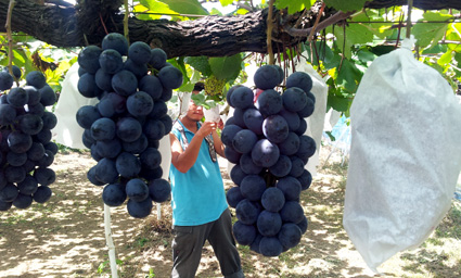 太陽の恵みたっぷりマスカットベリーA