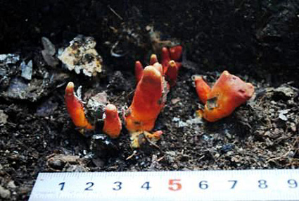 猛毒キノコ「カエンタケ」にご用心!!