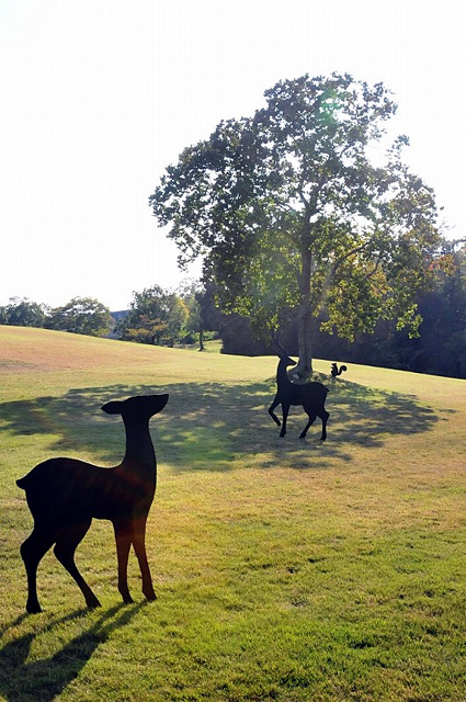 芝生広場にリス、シカ登場　希望が丘で「きりえのもり」