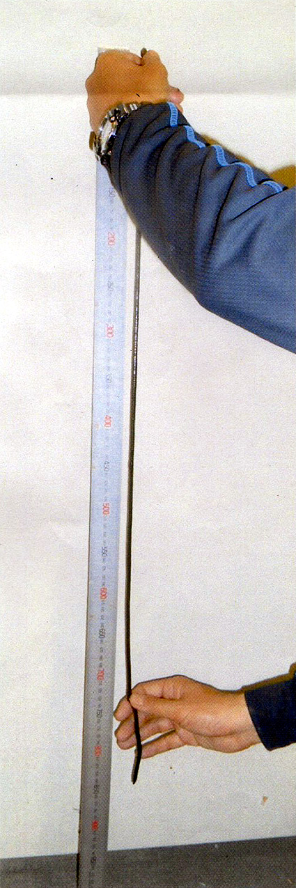 日本一長いミミズ見つかる!!