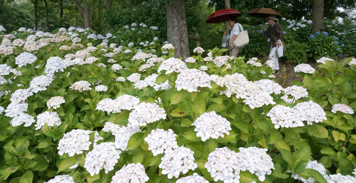 アジサイの花園