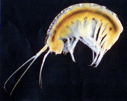 琵琶湖博物館　東近江市の井戸水などから