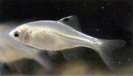 琵琶湖博物館の水族トピック