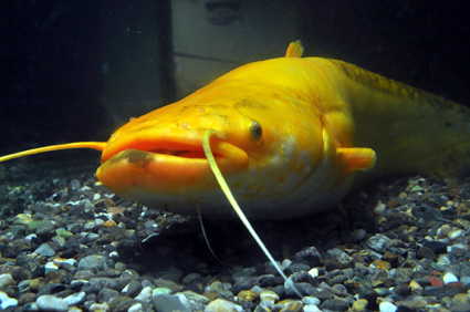 黄色いナマズ　トピック展示中