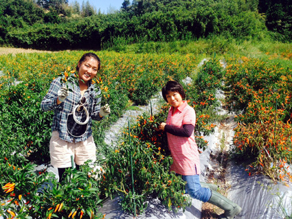 湖南市 伝統野菜おしゃれに加工