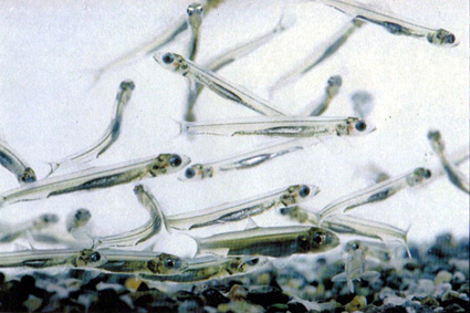 旬の魚「ヒウオ」展示