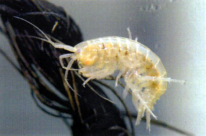 アナンデールヨコエビ展示中