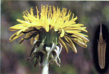 身近な環境考える タンポポ調査・西日本