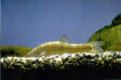 守ろうアユモドキ！連携展示