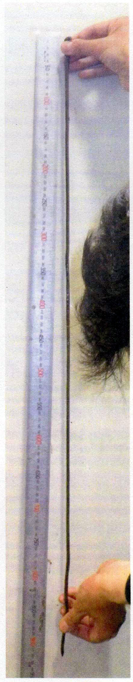 日本一長いミミズを競うハッタミミズ・ダービー