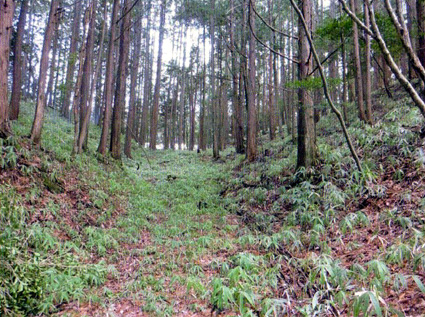 古代官道が明瞭に残る個所を