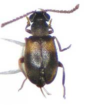 ニセクビボソムシ標本展示