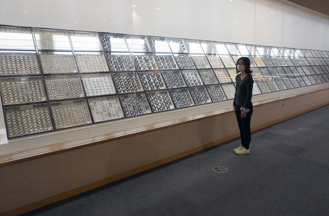 琵琶湖博物館「チョウ展―近江から広がるチョウの世界―」