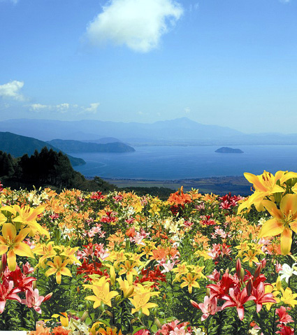 約50種240万輪が咲き乱れ 関西最大の「びわこ箱館山ゆり園」