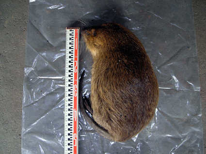 長浜市山階町でヌートリアを捕獲！！