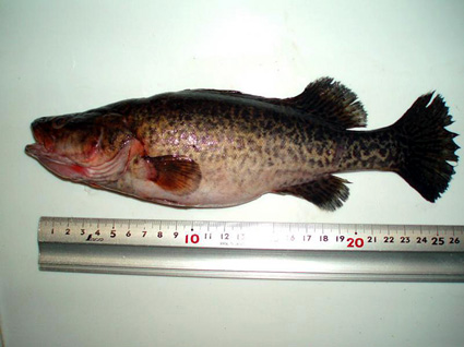 長浜市で県内初の外来魚