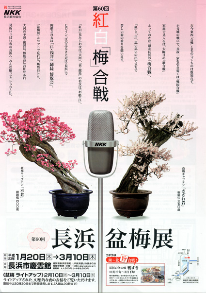 湖北の早春彩る「長浜盆梅展」