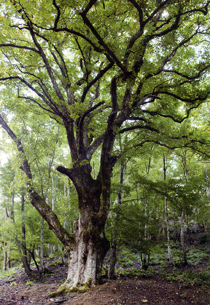 トチノキ巨木林から環境考えませんか