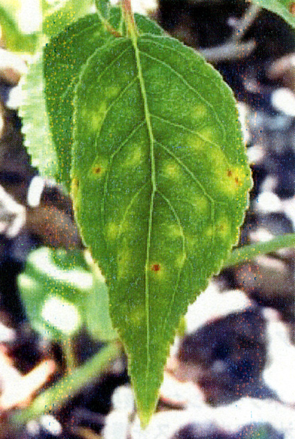 長浜市内のウメ苗木から