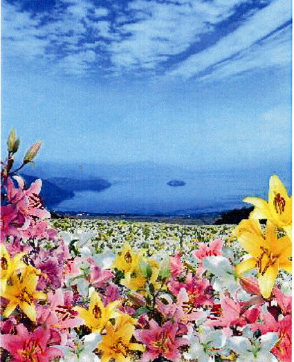 関西最大級のゆり園「びわこ箱館山ゆり園」