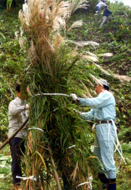 奥伊吹スキー場でススキ刈りませんか
