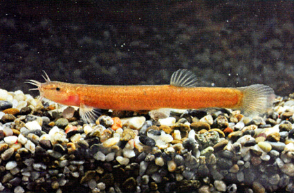 滋賀県で初めて