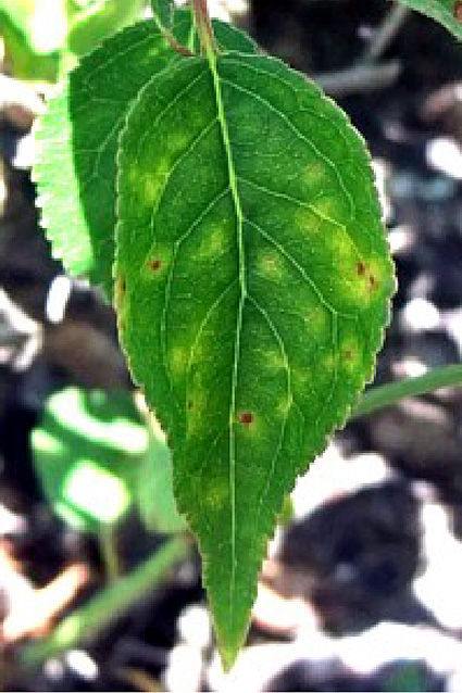 長浜市のほ場で