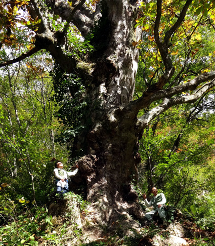 県下最大のトチノキ確認!!