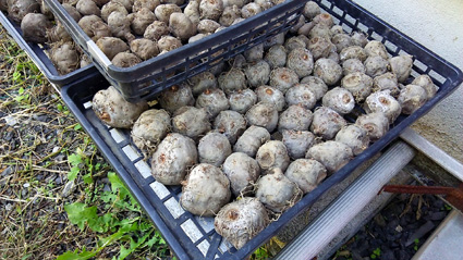 こんにゃく芋で獣害シャットアウト！