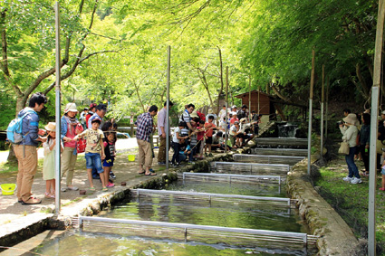 24日、醒井養鱒場で