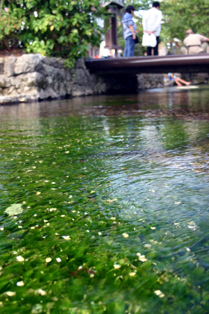 米原「居醒の清水」エントリー