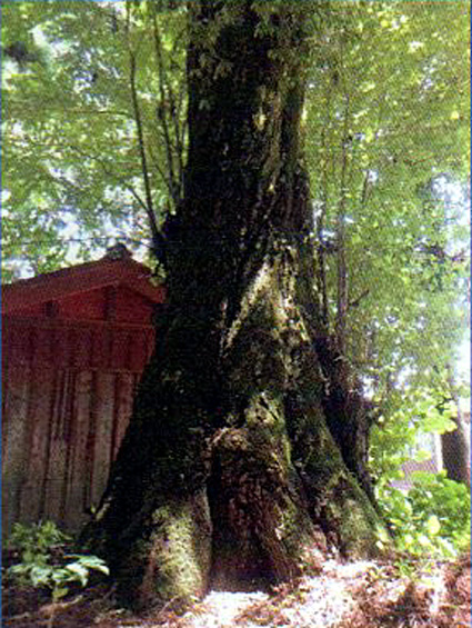 高島市6か所で巨木・名木巡りツアー