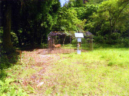 ＡＩ機能付きの囲いワナ　奥伊吹でシカ駆除開始