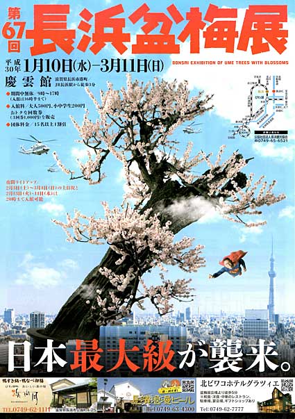 新春の風物詩 長浜盆梅展開催へ