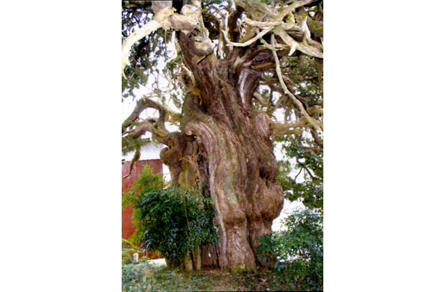 巨木・名木巡りツアー参加者募集