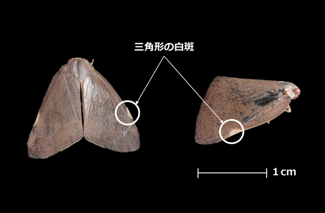 今年度病害虫発生予察特殊報