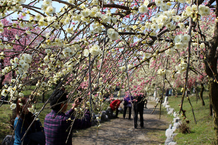 眼下に広がる梅林に圧倒