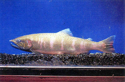 琵琶湖博物館で「アメノウオ」展