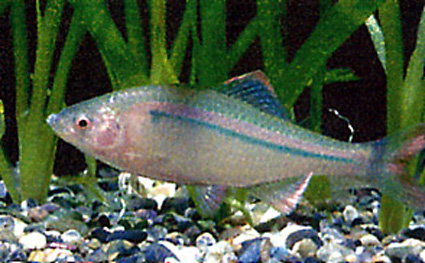 県指定希少野生動物