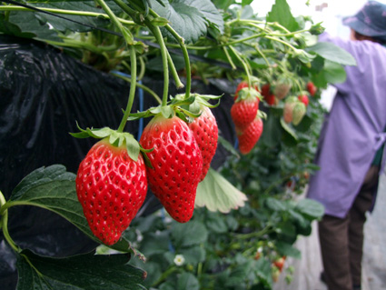 甘～いの食べて!日野ダリア園でいちご狩り