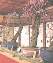 1羽60円から受付け中 ほか (2000年2月14日号)