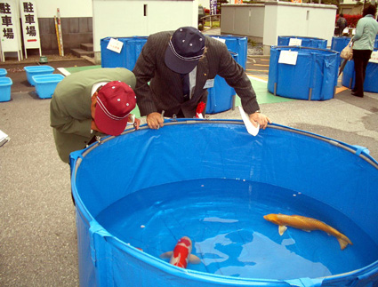 泳ぐ宝石160匹 五個荘で「錦鯉品評会」