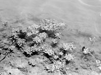 ＝知事表彰受ける＝ ほか (2000年9月30日号)