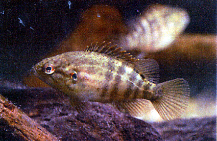 琵琶湖博物館「オヤニラミ」展示