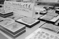 正しく歩いて健康維持 ほか (2000年11月20日号)