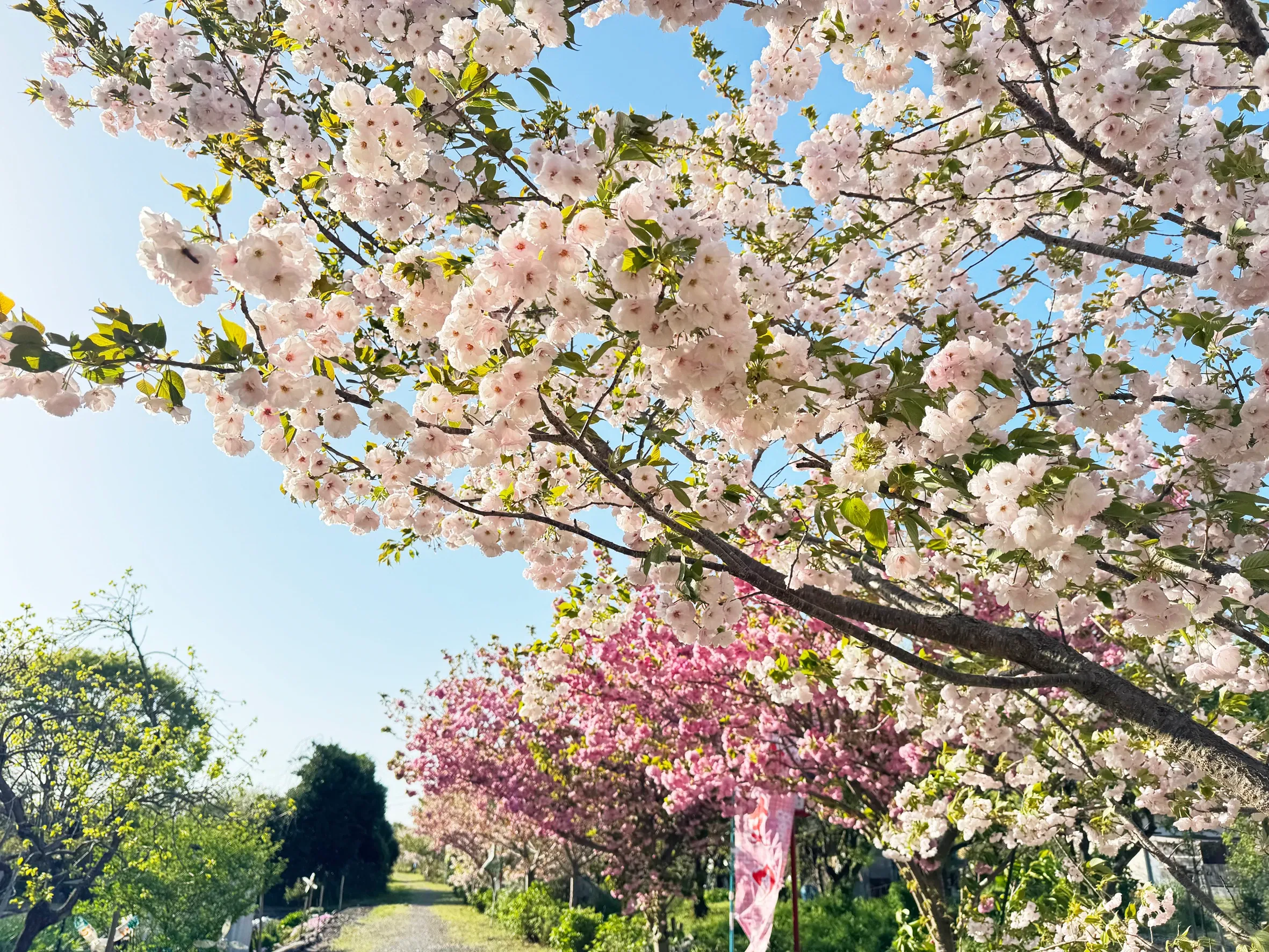 遅咲きの八重桜 瓜生川の桜見ごろ